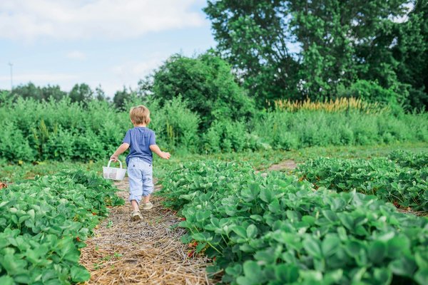 Comment cultiver des légumes de l'ancienne Égypte ?
