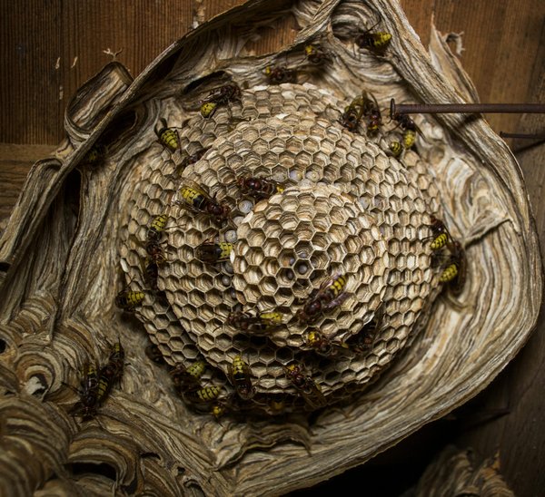 Entreprise destruction nid de frelons à Toulouse : une nécessité pour votre sécurité